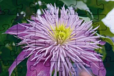 clematite jigsaw puzzle