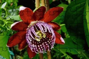 passiflora alata jigsaw puzzle