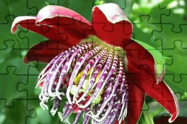 passiflora alata jigsaw puzzle