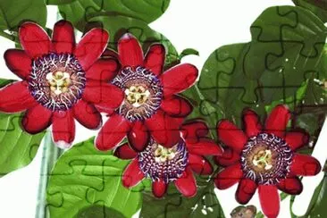 passiflora alata jigsaw puzzle