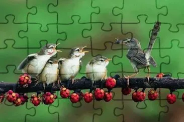 passarinhos jigsaw puzzle