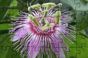 passiflora