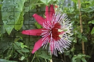 passiflora