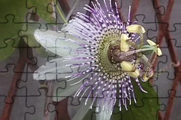passiflora