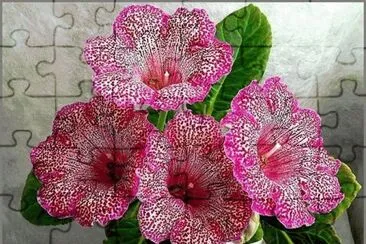 flor