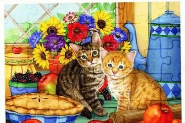 gatos