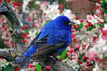 pÃ¡ssaro jigsaw puzzle