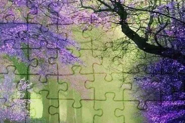 Glicinas en flor