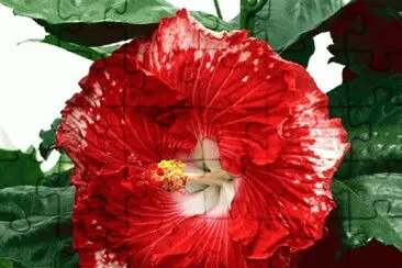 hibiscus jigsaw puzzle