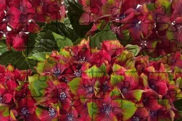 hydrangea