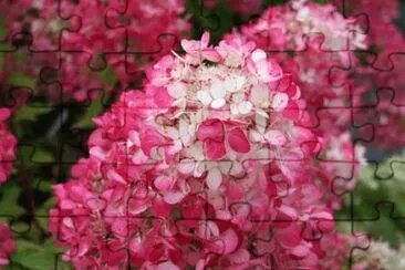 hydrangea