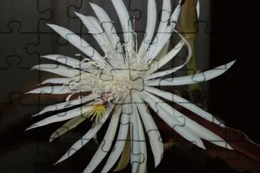 epiphyllum
