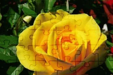 - rosa..