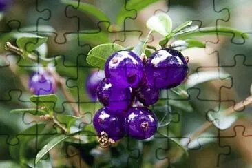 sees jigsaw puzzle
