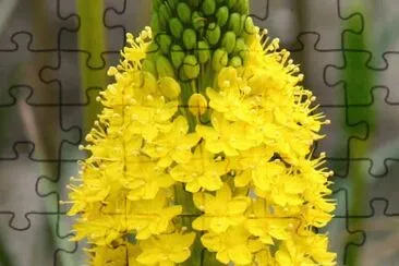 fleur