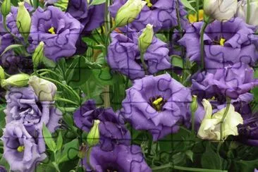 fleur jigsaw puzzle