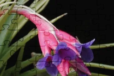 tillandsia