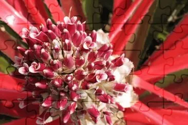 bromelia
