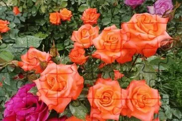 rosas