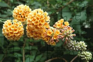 buddleia