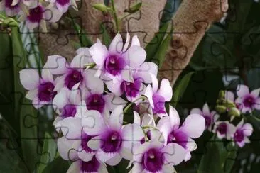 orquÃ­dea
