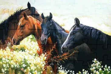 cavalos