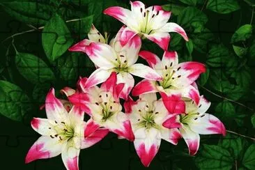 flor