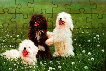 cÃ£es