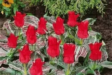 flor
