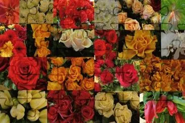 rosas