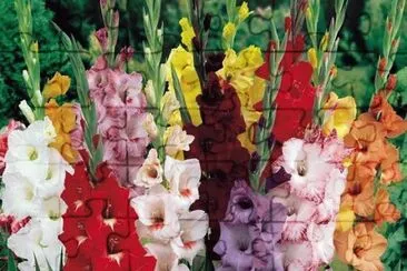 flores