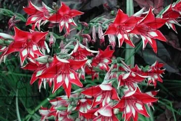 flores
