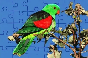 pÃ¡ssaro jigsaw puzzle