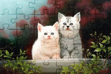 gatos