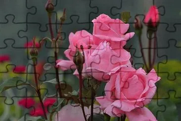 rosas jigsaw puzzle