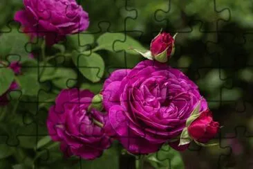 rosa jigsaw puzzle