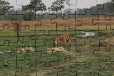 Leões descançando