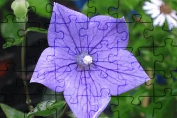 platycodon jigsaw puzzle