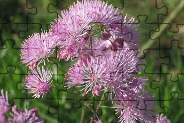 thalictrum jigsaw puzzle