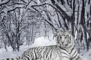 white tiger in winter time