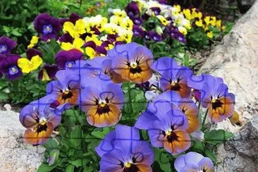 flor
