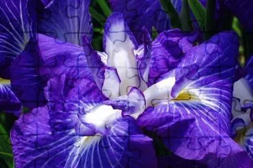 flor