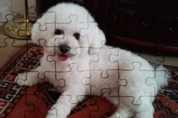Bichon Frise, Korki jigsaw puzzle