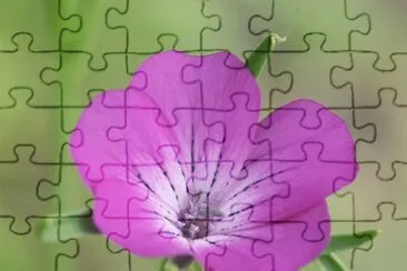 agrostemma jigsaw puzzle