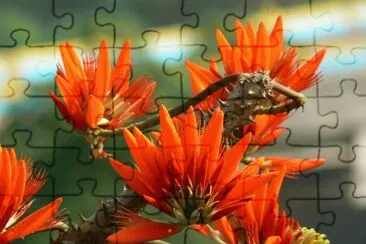 erythrina jigsaw puzzle