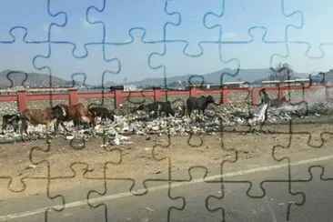 Vacas Sagradas comendo Lixo - India jigsaw puzzle