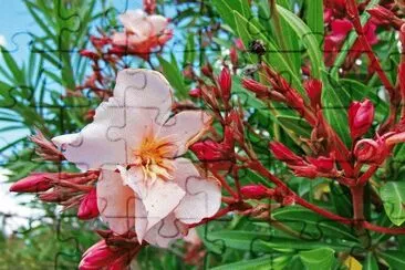 43 jigsaw puzzle