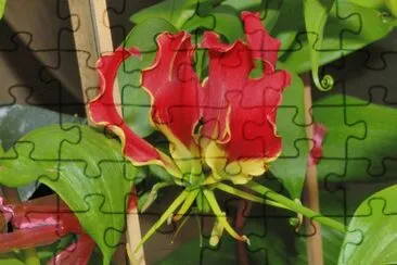 gloriosa jigsaw puzzle