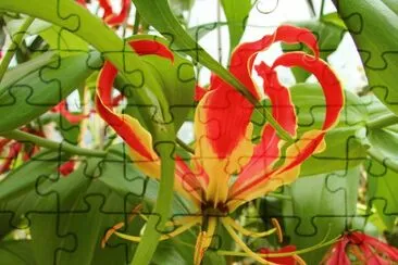 gloriosa