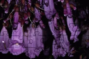 jacaranda